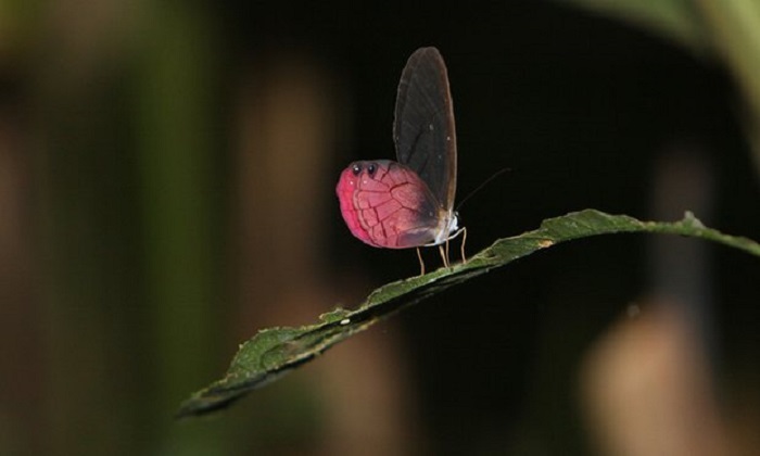 Biodiversity greater inside Earth`s protected areas, study finds 